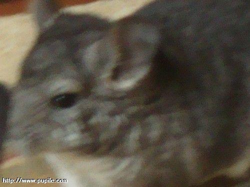 img_pufcio1.11_t1.jpg