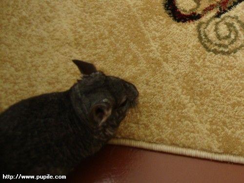 img_pufcio1.12_t1.jpg