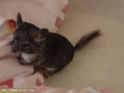 img_pufcio1.13_t1.jpg