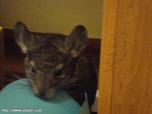 img_pufcio1.17_t1.jpg