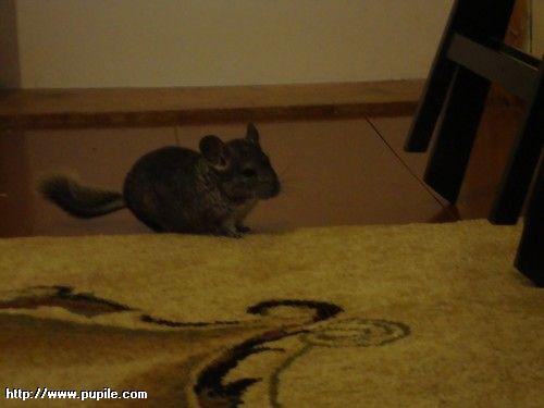 img_pufcio1.21_t1.jpg