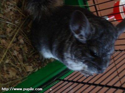 img_pufcio1.22_t1.jpg