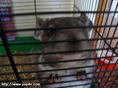 img_pufcio1.23_t1.jpg