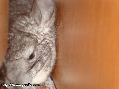 img_pufcio1.27_t1.jpg