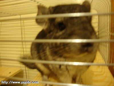 img_pufcio1.33_t1.jpg