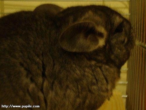 img_pufcio1.36_t1.jpg