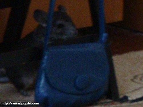 img_pufcio1.40_t1.jpg