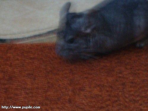 img_pufcio1.41_t1.jpg