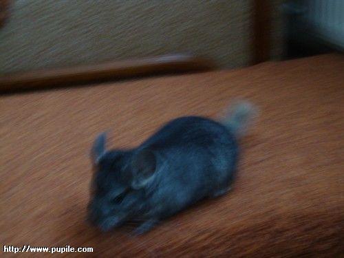 img_pufcio1.45_t1.jpg