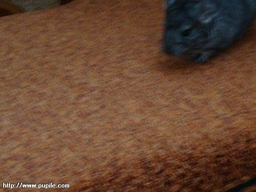img_pufcio1.47_t1.jpg