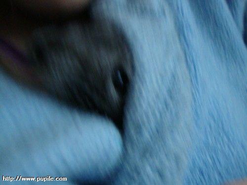 img_pufcio1.49_t1.jpg