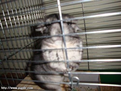 img_pufcio1.64_t1.jpg