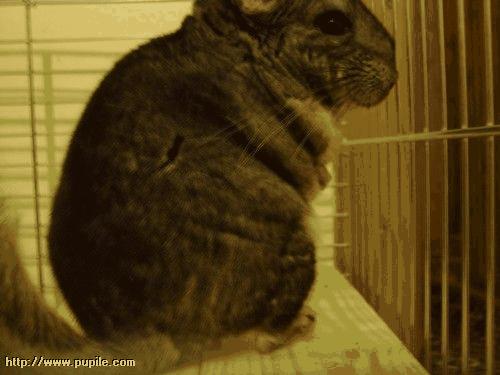img_pufcio1.82_t1.jpg