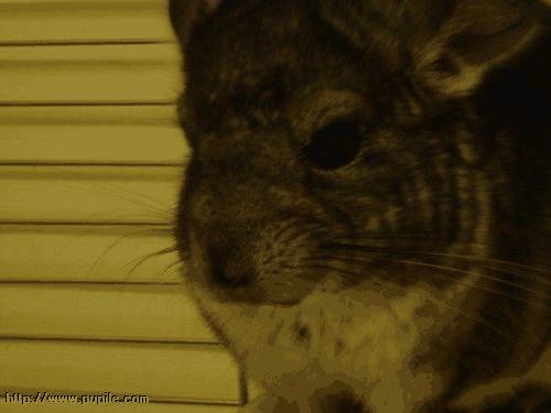 img_pufcio1.86_t1.jpg