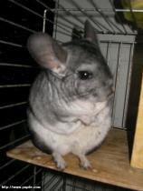 img_44222.3_t1.jpg