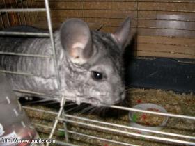 img_44222.4_t1.jpg