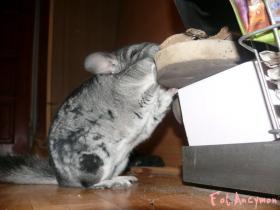 mikey09017_t1.jpg