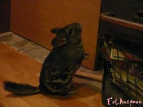 mikey09047_t1.jpg