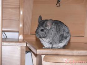 mikey09059_t1.jpg