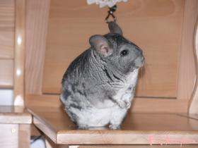 mikey09063_t1.jpg