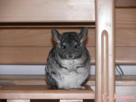 mikey09069_t1.jpg