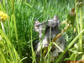 dsc00085_t1.jpg