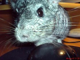 dsc00107_t1.jpg
