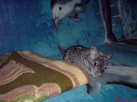 dsc00199_t1.jpg